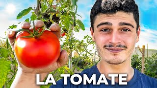 COMMENT BIEN RÉUSSIR SES SEMIS DE TOMATES   Entretien amp Repiquage [upl. by Lyons]