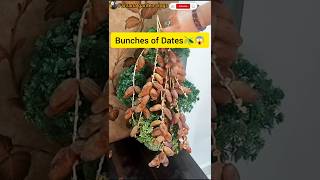 Bunch of dates 🫒Dates🫒खजूर 🫒trendingshortsyoutubeshortsviralvideoshortvideofruitplants [upl. by Tecla]