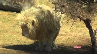 Three furry new residents have moved into the Joburg Zoo [upl. by Adriene]