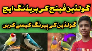 🤔Goldien Finch Breeding Age🤔👌  Nayab Tips and Information👌  MZ Pets [upl. by Ahsym]