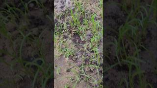 THE SEEDS OF PSYLLIUM  ISABGOL HAVE GERMINATED youtubeshorts viral organicgarden [upl. by Pang78]