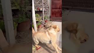 Literally bro just peed 😂 funny memes funnyvideo fun dog viralvideo [upl. by Hardin]