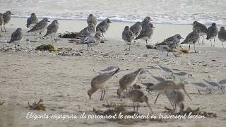 Baie de Goulven sauvage  Migration des limicoles [upl. by Ahsita]