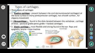 cartilage  types of cartilage hyaline  fibrocartilage and one other elastic 12 biology [upl. by Annuahs627]