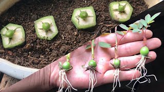 How to grow red roses from flower bud  Easy way grow roses from hips [upl. by Anais]