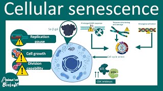 Senescence  Overview of Cell Senescence  hallmarks and inducers of Cell Senescence  USMLE [upl. by Hapte512]