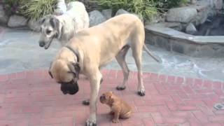 Wolfhound Mastiff and Bulldog Puppy [upl. by Elizabet779]