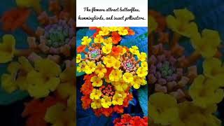 Lantana What You Need to Know about the Plantlantana [upl. by Aihsetal]