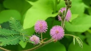 ¿Cuáles son los beneficios de la mimosa  Tips espirituales [upl. by Anaek]