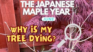 Japanese Maples Why is my tree dying amp what can I do [upl. by Ayhtin]