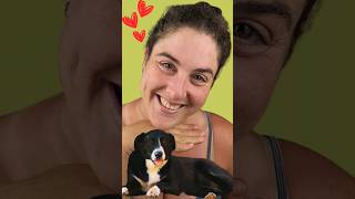 SAY IT IN AFRIKAANS Different Pets learning language afrikaans pets animals [upl. by Derinna]