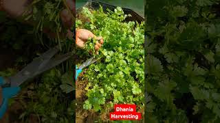 Dhania Growing On Terrace ytshorts shorts dhaniya trending [upl. by Lishe]