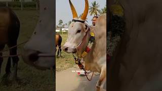 Dancing rose🤍  eruthattam trending viralshorts kaalai cow [upl. by Sonitnatsnok561]