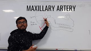 Maxillary artery [upl. by Holland]