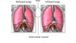 Cancer Facts  How Does Lung Cancer Develop [upl. by Bikales]