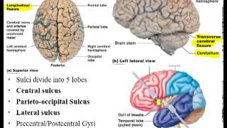 Chapter 12 Lecture A Brain Ventricles Cerebral White Matter [upl. by Nalym]