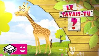 Le girafe 3  Drôle de Zoo  Le savaistu   Boomerang [upl. by Yantruoc]