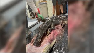 5Foot Gator SWALLOWED by 18Foot Burmese Python in Florida Everglades  NBC 6 News [upl. by Dlaregztif]