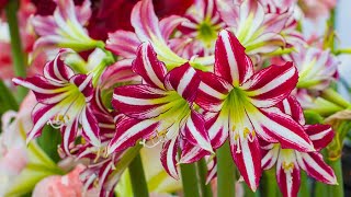 How to Plant Indoor Amaryllis Winter Garden Guide [upl. by Ecidnacal]