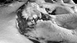 Decorah EaglesMom is buried under snow What a lousy weather20230417 [upl. by Eimoan379]