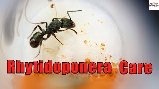 How To Raise A Rhytidoponera Queen Ant  Part 1 [upl. by Aizitel]