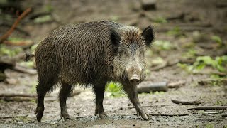 Kommt die afrikanische Schweinepest bald auch nach Deutschland [upl. by Deden]