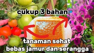 super ampuh sekali ‼️fungisida dan insektisida organik basmi jamur dan serangga [upl. by Kronfeld]