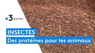 Agronutris des insectes pour nourrir les animaux [upl. by Icam]