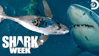 Most Wild Moments from Shark Week Belly of the Beast Feeding Frenzy 2023  Discovery [upl. by Elyn]