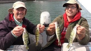 NonStop Perch Catching Action with Cut Bait Strips [upl. by Irep]