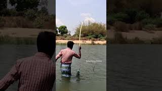 Big Mullet Fish catching using biscuit bait mulletfish fishing [upl. by Kisung]