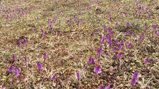 Pollination of Soldanella [upl. by Odraude]