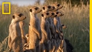 Meerkats vs Puff Adder  National Geographic [upl. by Enived922]