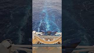 Cruise Ship Tips amp Gratuities Guide [upl. by Reginauld]