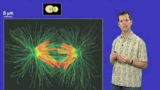 David O Morgan UCSF Part 3 Controlling the Cell Cycle Anaphase Onset [upl. by Bascio]