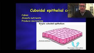 Epithelial Tissue  Histology [upl. by Innoc52]