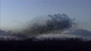 Starling Murmurations [upl. by Adnawad272]