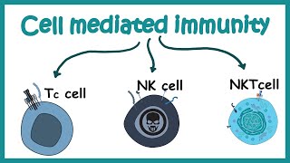 cell mediated immunity  cell types and effector response [upl. by Eurydice905]