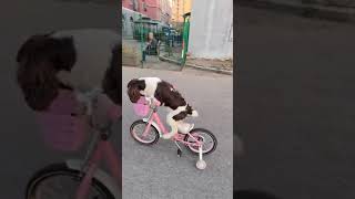 Smart dog riding a bike [upl. by Anahsor408]