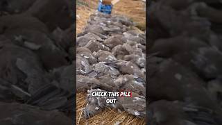 DOVE LIMIT Opening Day 50 Birds [upl. by Nickie]