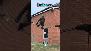 😮Gorilla Lope Chase Balance Slide [upl. by Eimyaj268]