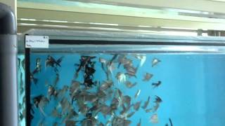 Tropical Fish FarmSLOVAK REPUBLIK part 2 [upl. by Yelhsa]