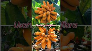 Cobain Buah Pisang Akar Uvaria Grandiflora buah buahunik shorts [upl. by Ribaj]