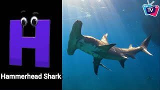 Sea Animals ABC Song  Sea Animals for Toddler  Alphabet Song  Phonics for Kids  Alphabet Letters [upl. by Assenad]