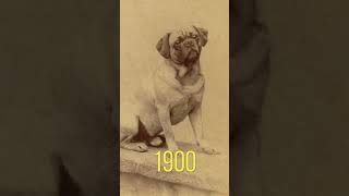 Evolution of The Pug [upl. by Ecilayram]