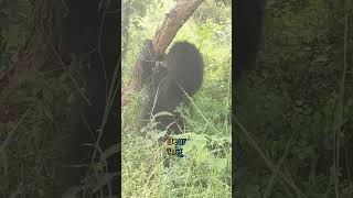 Melarsas arsins soloth bearwildlife nature viralvideo bear [upl. by Maitund]