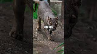 Meet the Fossa Madagascars Mysterious Carnivore animals nature [upl. by Doroteya]