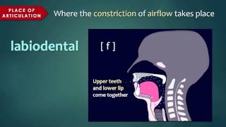 Introduction to Articulatory Phonetics Consonants [upl. by Eurydice]