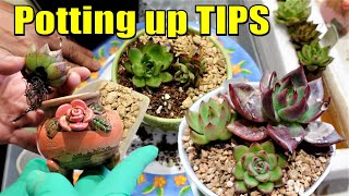 HOW TO POT UP SUCCULENTS  Echeveria Agavoides [upl. by Ecirehs6]