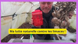 Contre les limaces  le piège à bière une mauvaise solution [upl. by Sexela]